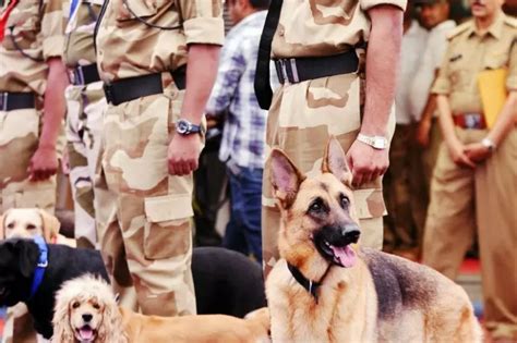 CISF Loses Three Dogs In One Year, Lack Of Medical Attention Blamed