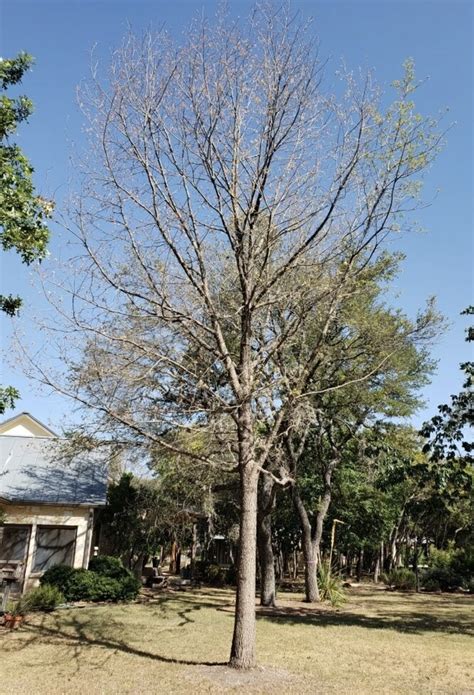 Oak Wilt Symptoms in White Oaks | ArborCare and Consulting