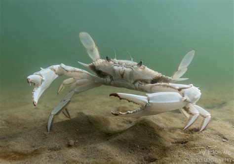 Rare "Albino" Blue Crab on Display at Maritime Museum after Adventurous ...