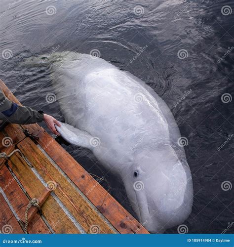 Friendly Beluga Whale Swims Near Deck and Gives Handshake Stock Photo ...