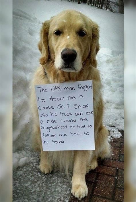 Pin by Cathy Samalea on Dogs – Golden Retrievers | Funny animal memes ...