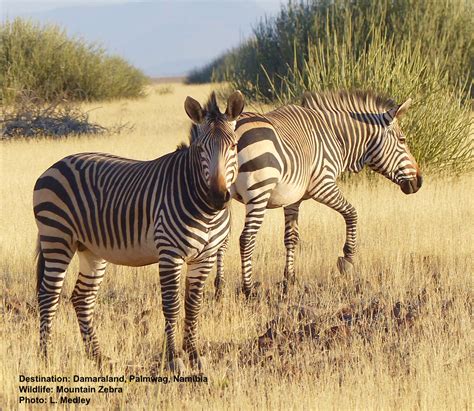Zebra — Destination: Wildlife™