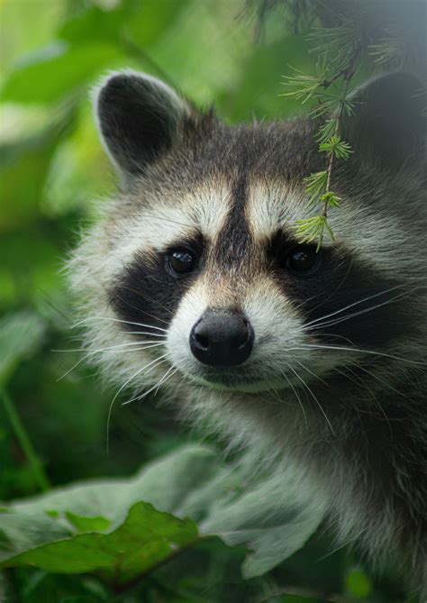 Why Raccoons Are Considered Pests? - World Class Wildlife Removal