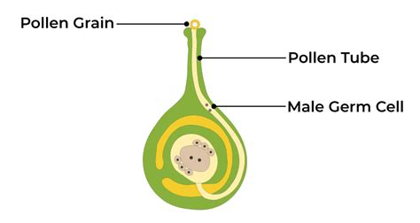 Image result for Functions of Labelling Class 12 Bio Ch. 1 Groth of Pollen Tube