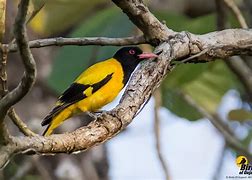 Image result for Black Hooded Oriole