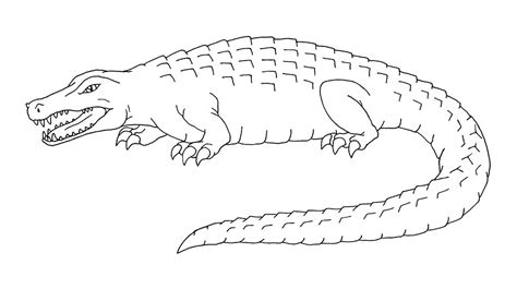 Alligator Coloring Page