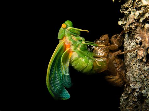 Insect 的图像结果