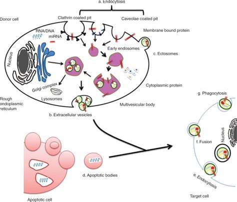 Vesicles Cell 的图像结果