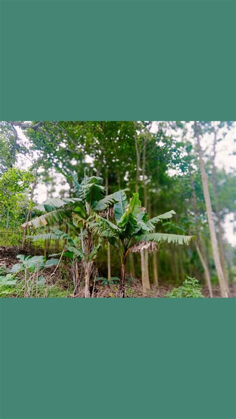 kenampakan alam atau betang alam atau pemandangngan | Garden, Plants