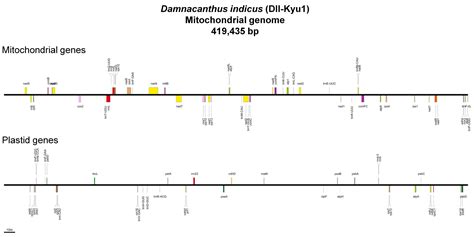 Comparative Mitogenomic Analysis Reveals Gene and Intron Dynamics in ...