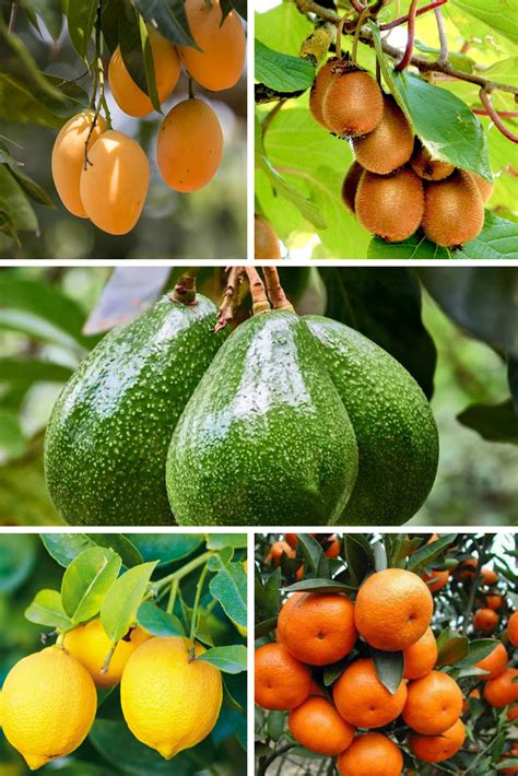 Premium Imported Fruit Plants Pack | Buy Fruit Plants Combo Online ...