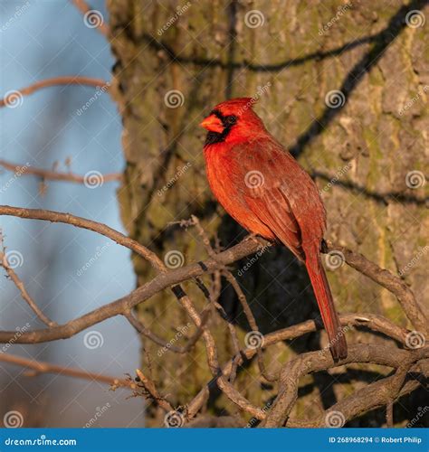 Northern Male Cardinal Sunning Itself Stock Photo - Image of cardinal ...