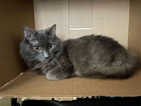 Cats and boxes, an iconic duo. : r/nebelung