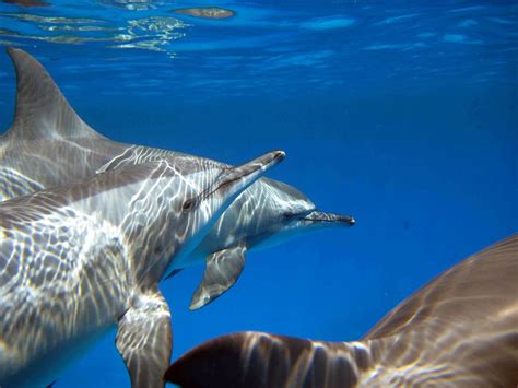 Marsa Shagra Red Sea Diving Safari (Marsa Alam) - All You Need to Know ...