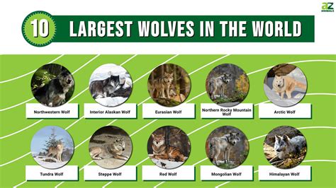 Biggest Wolf Species