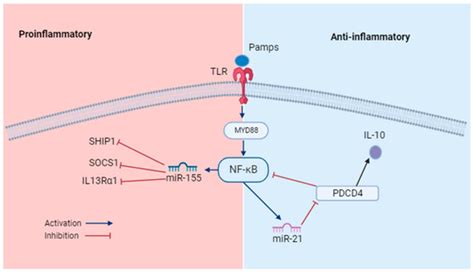 miRNAs: Targets to Investigate Herpesvirus Infection Associated with ...