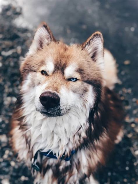 Wip | Wiki | Wolf Amino Amino