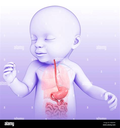 Image result for Child Digestive System