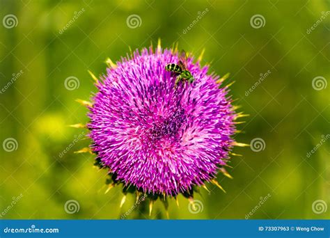 The Symbiosis Relationship of a Flower and a Bee. Stock Image - Image of biology, travel: 73307963