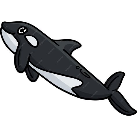Premium Vector | Killer whale marine animal cartoon colored clipart