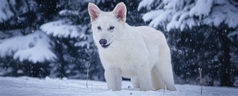 Image result for Wolves Come Back