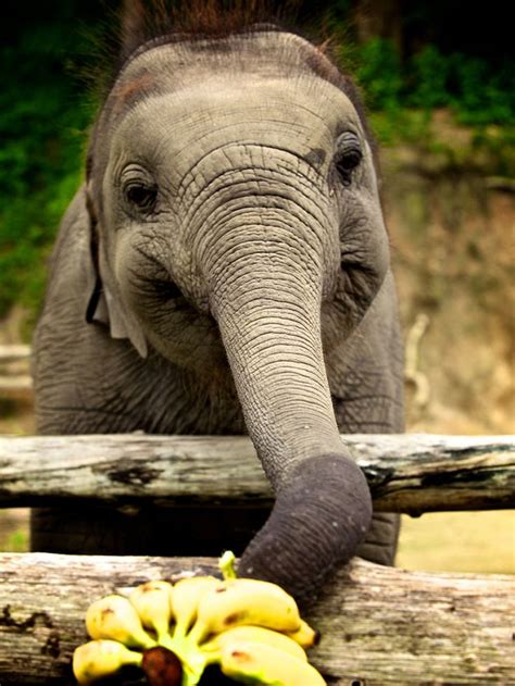 Image result for Python Elephant