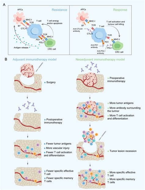 Frontiers | Neoadjuvant immunotherapy for colorectal cancer: Right regimens, right patients ...