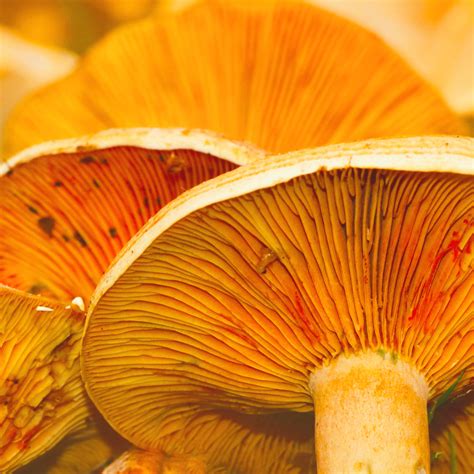 What is nature? | Meer