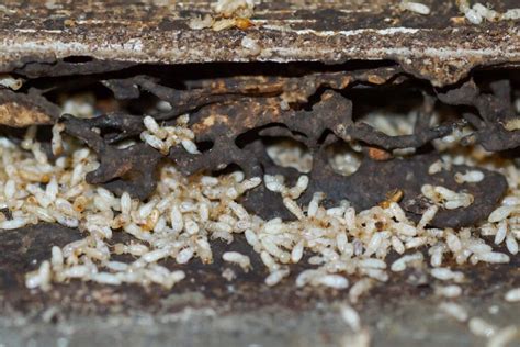 Image result for Termite Update