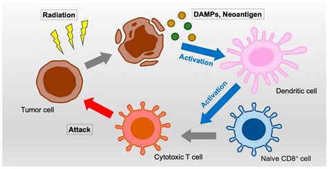 A Promising Treatment Strategy for Lung Cancer: A Combination of ...