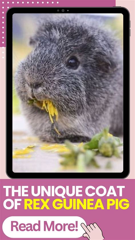 The unique coat of the rex guinea pig an exploration guide – Artofit