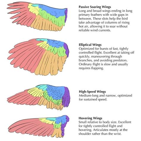 Different animal wings have evolved for various purposes. Here are some ...
