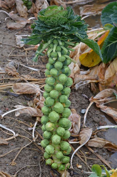 How to plant Brussels sprouts in the vegetable garden?