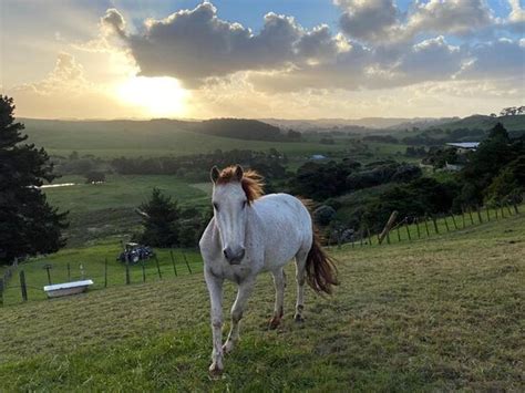 PUKEATUA FARMSTAY (Waimauku) - Farmhouse Reviews, Photos, Rate ...