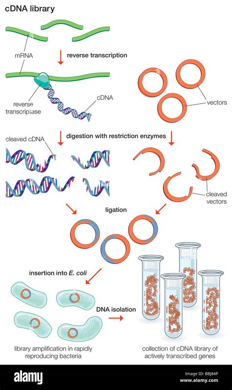 cDNA Library Definition 的图像结果