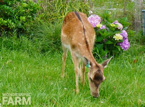Do Deer Eat Hydrangeas? Endless Summer Hydrangea Test.