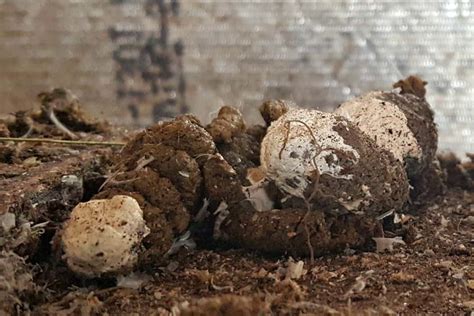 Image result for Normal Chicken Poop vs Sick