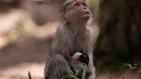 Do Animals React To Music? Surprising Animal Research Discoveries