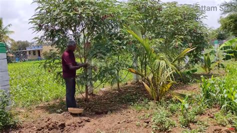 Humming Bird Tree Red Leaves | சிகப்பு அகத்திகீரை