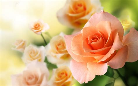 Peach rose wallpaper | 2880x1800 | #31289