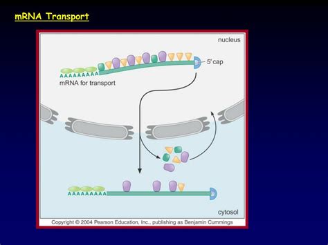 Image result for Splicing Element Position Java