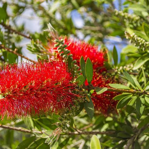 Callistemon Citrinus