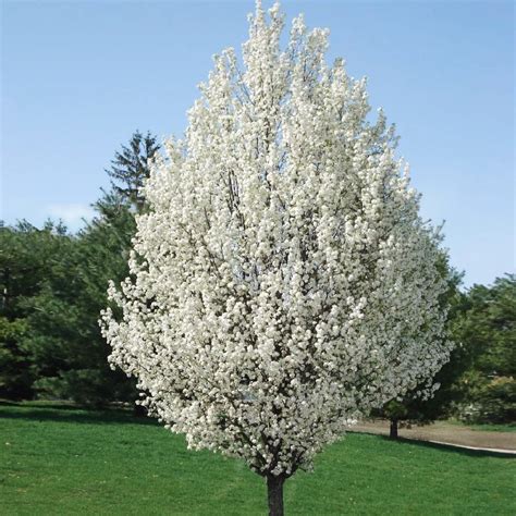Pyrus calleryana 'Chanticleer' - PictureThis