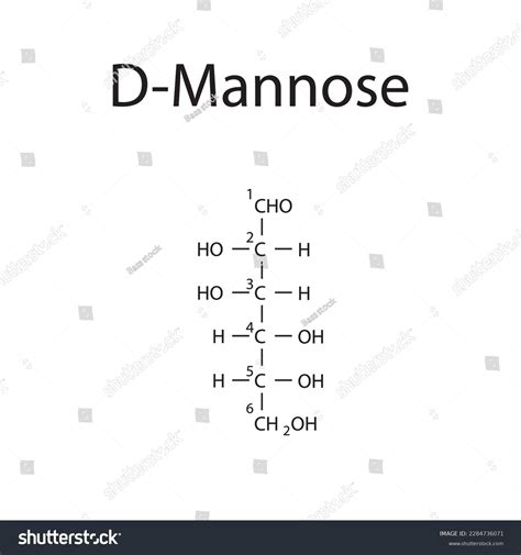 Straight Chain Form Chemical Structure Dmannose Stock Vector (Royalty ...