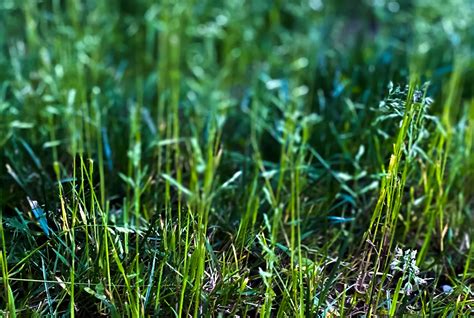 Best Time To Plant Grass In Montana at Samantha Sternberg blog