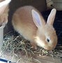 Image result for 10 Day Old Wild Bunnies