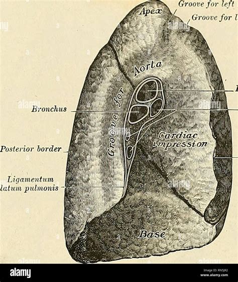 Which Lung Apex Is Higher at Kathryn Pauling blog