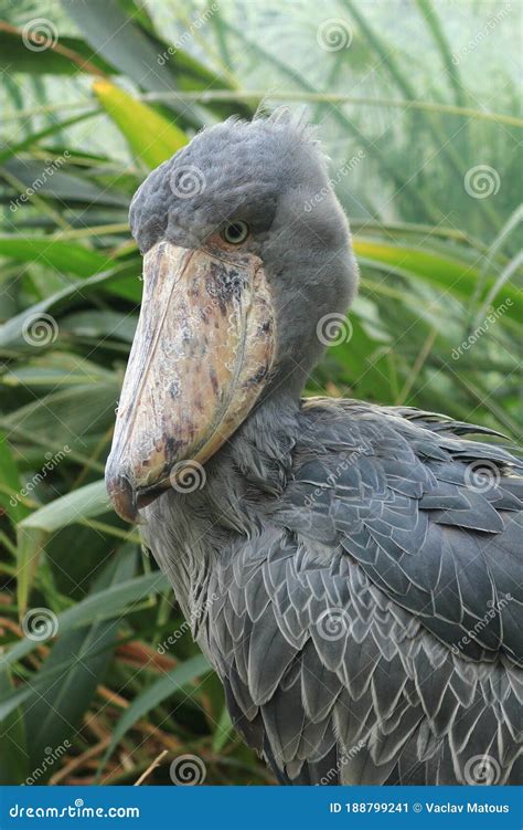 Portrait of Grey Shoebill, Balaeniceps Rex. Closeup of Big Beak. Rare ...