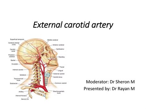 Branches Of External Carotid Artery Mnemonic