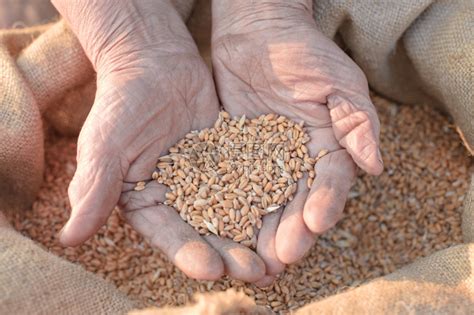 小麦和老农的手高清图片下载-正版图片306945551-摄图网
